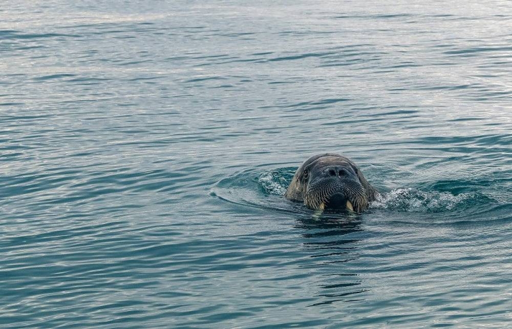 На юго-востоке Крыма в Чёрное море вернулась вода для «моржей»
На юго-востоке Крыма в Чёрное море вернулась вода для «моржей»