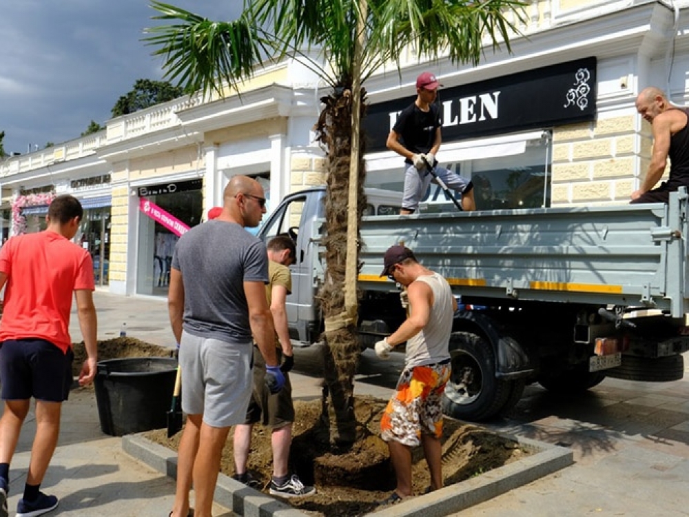 Ялту украсят 40 пальм