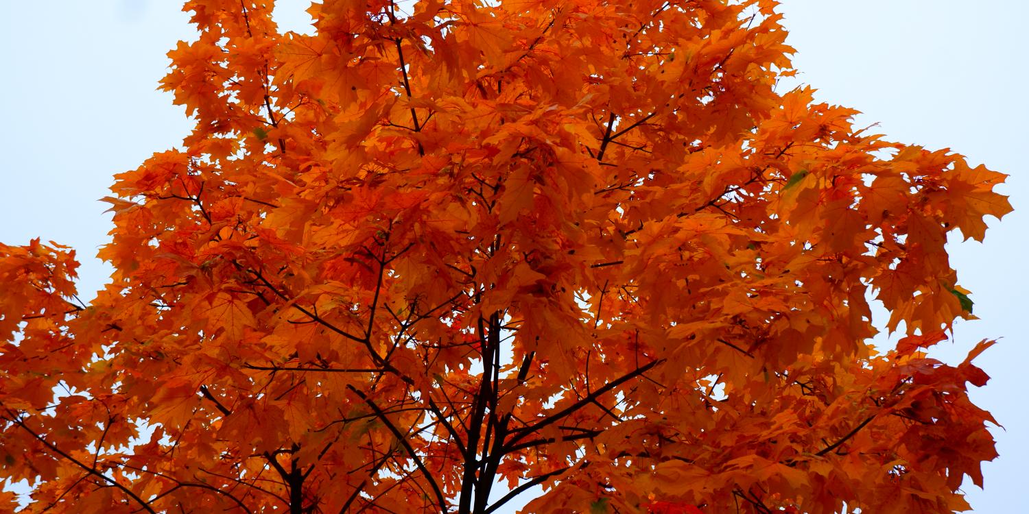 На территории Крыма объявлен «оранжевый» уровень погодной опасности На территории Крыма объявлен «оранжевый» уровень погодной опасности