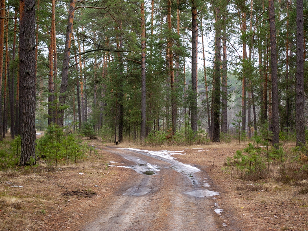 Симферополь может получить новый автобусный маршрут из Санкт-Петербурга Симферополь может получить новый автобусный маршрут из Санкт-Петербурга