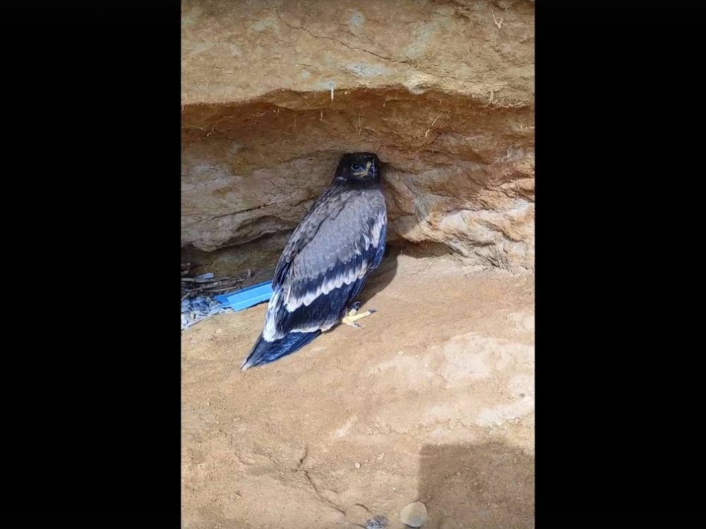 Черный коршун поразил отдыхающих крымчан Черный коршун поразил отдыхающих крымчан