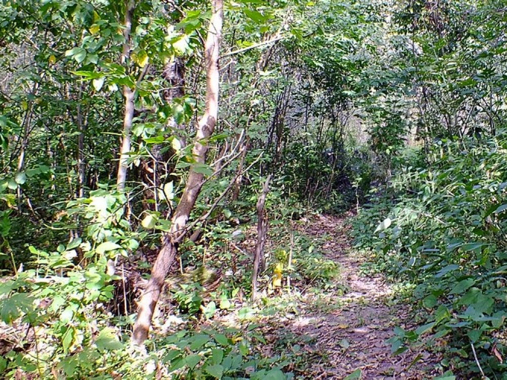 В Севастополе введут особый противопожарный режим В Севастополе введут особый противопожарный режим