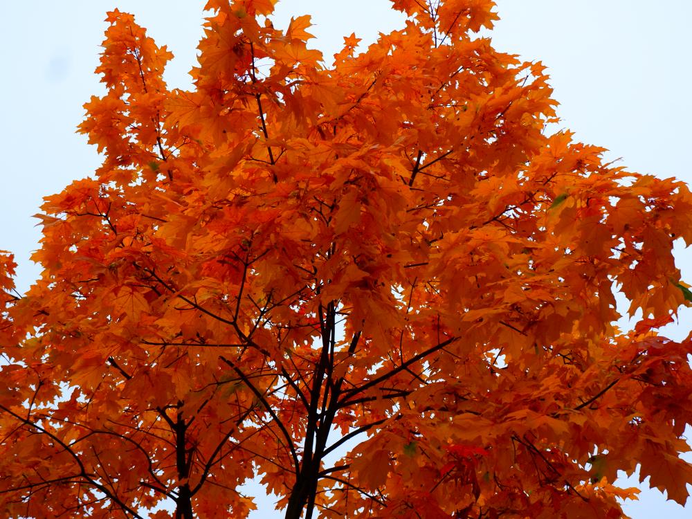 На территории Симферополя из-за ухудшения погодных условий введен режим повышенной готовности На территории Симферополя из-за ухудшения погодных условий введен режим повышенной готовности