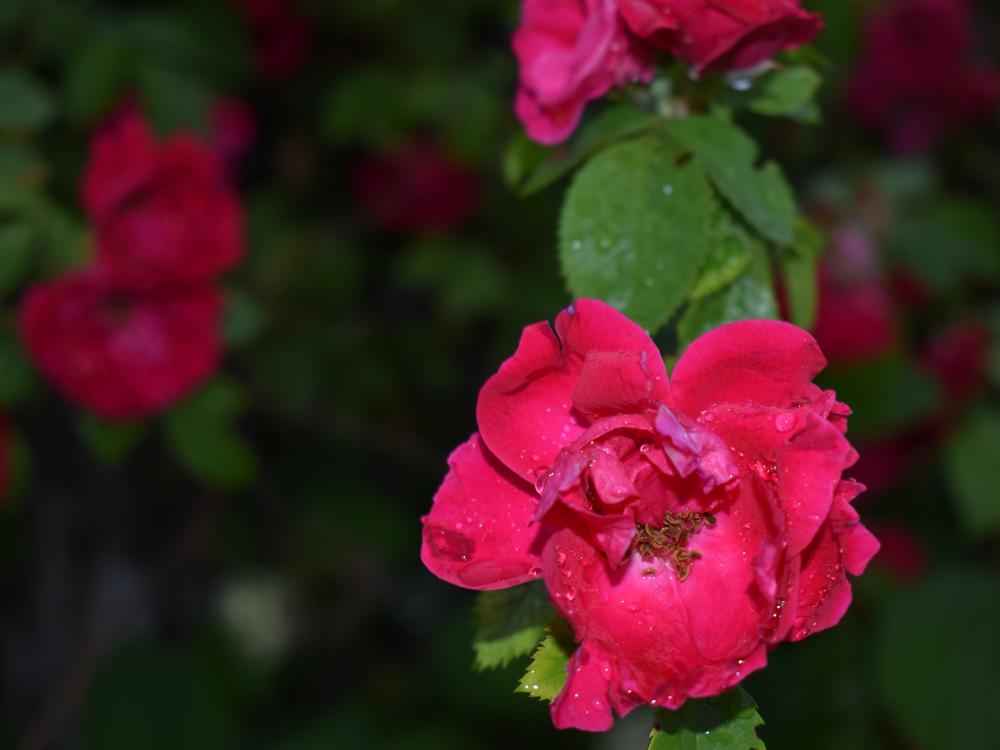 В городском парке в Симферополе высадят до 15 тысяч цветов В городском парке в Симферополе высадят до 15 тысяч цветов