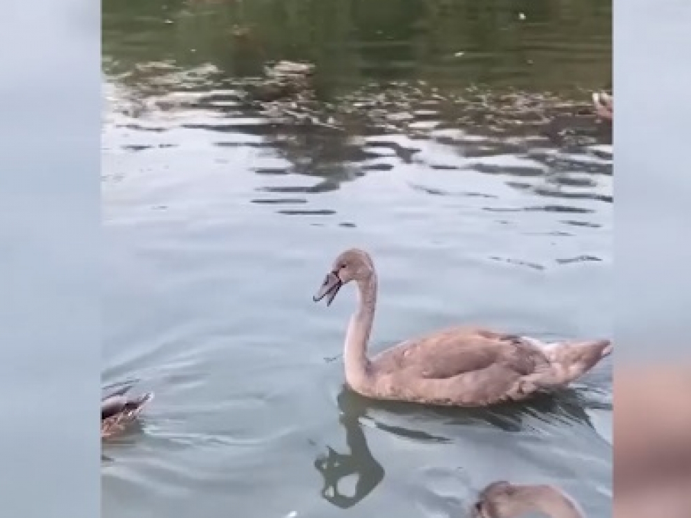 Лебедь с поврежденным клювом попал в объективы жителей Крыма Лебедь с поврежденным клювом попал в объективы жителей Крыма