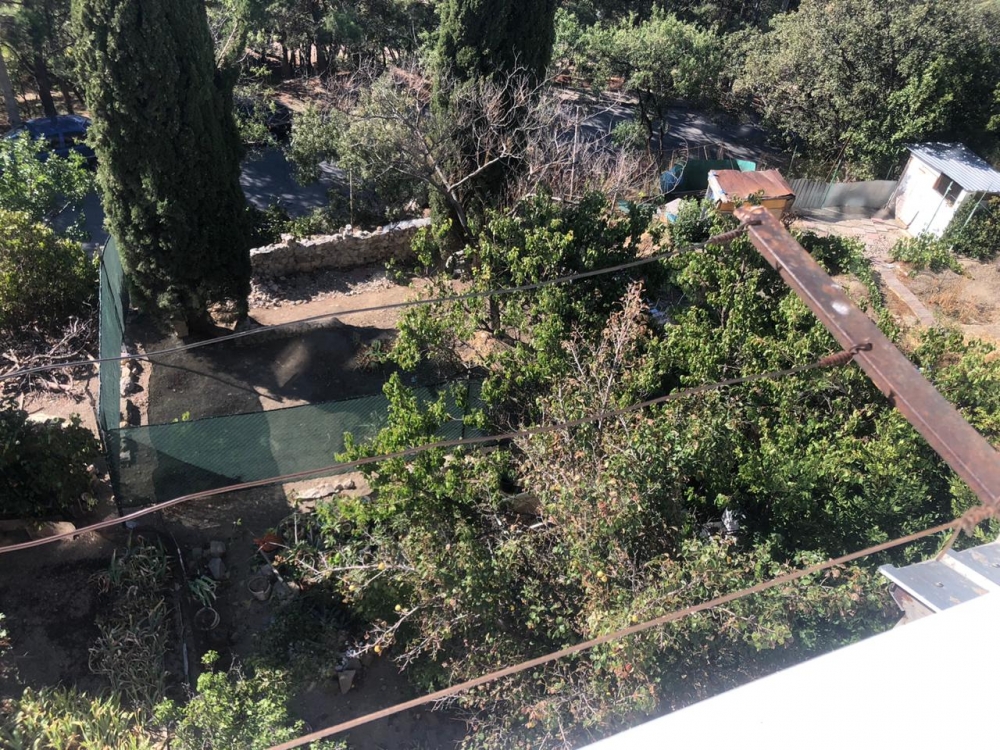 Власти Ялты следят за сохранностью кипарисов в Алупке Власти Ялты следят за сохранностью кипарисов в Алупке