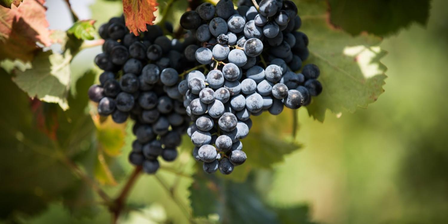 В этом году в Крыму заложат 2 тыс га виноградников В этом году в Крыму заложат 2 тыс га виноградников