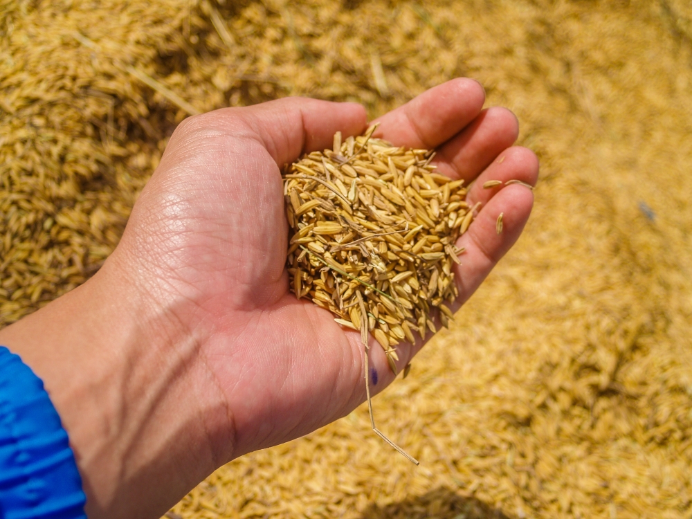 Аграрии Крыма уже собрали больше зерновых, чем в прошлом году Аграрии Крыма уже собрали больше зерновых, чем в прошлом году