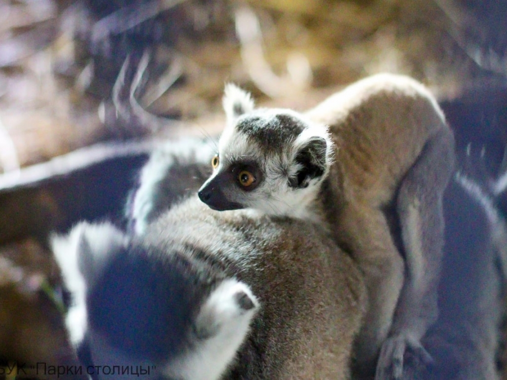 В Симферопольском зооуголке семья кошачьих краснокнижных лемуров впервые стала родителями В Симферопольском зооуголке семья кошачьих краснокнижных лемуров впервые стала родителями