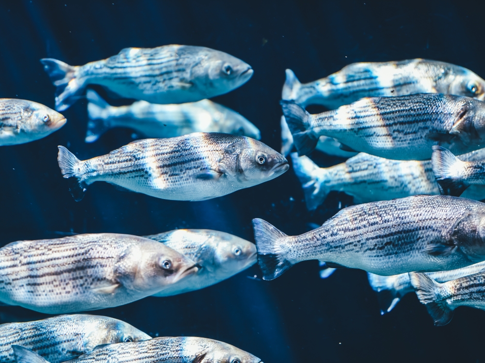 Ученые Севастополя обнаружили большое количество рыбы в Северо-Крымском канале Ученые Севастополя обнаружили большое количество рыбы в Северо-Крымском канале