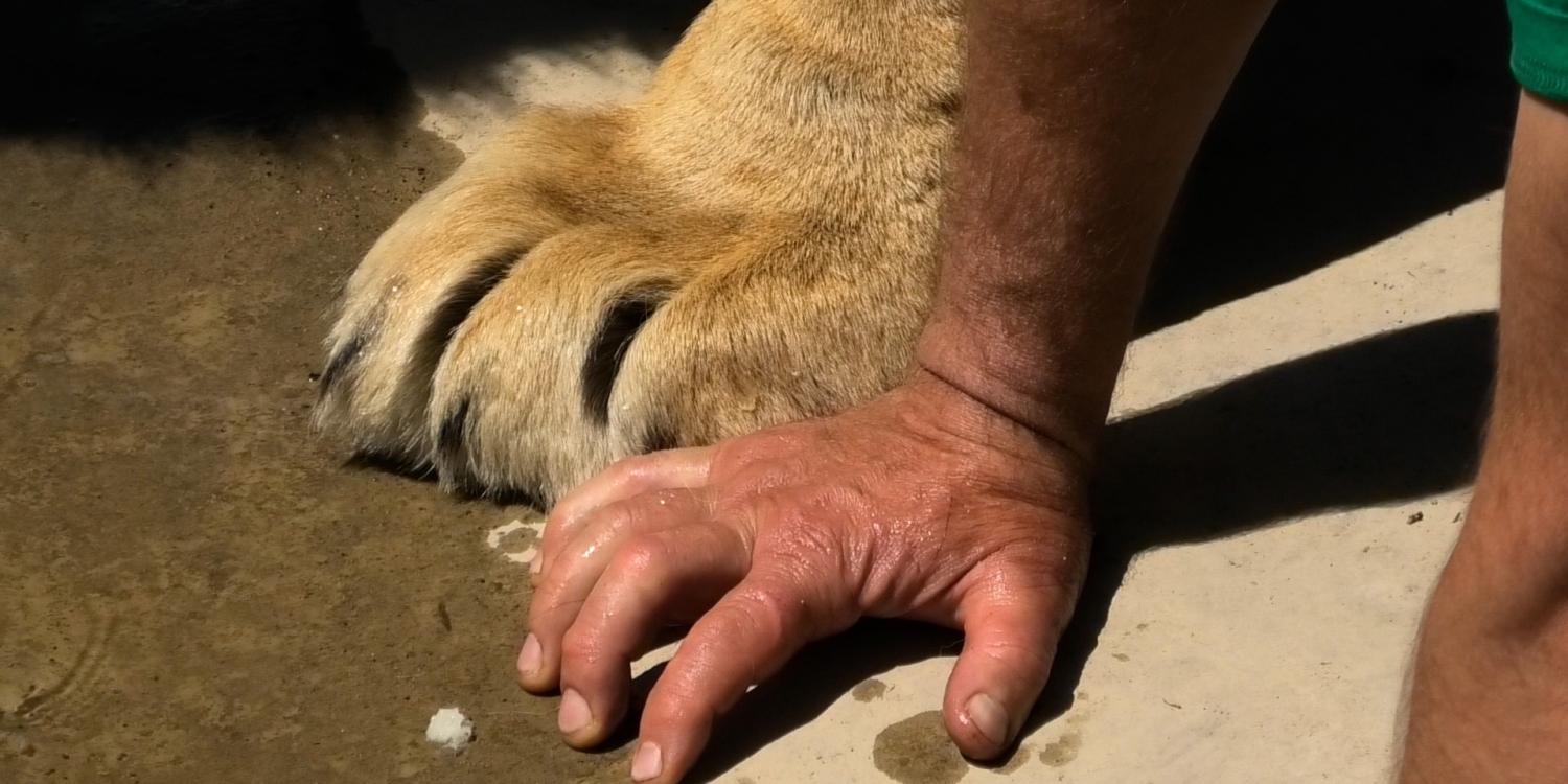 Самочувствие пострадавшего от львиного нападения Олега Зубкова улучшилось Самочувствие пострадавшего от львиного нападения Олега Зубкова улучшилось